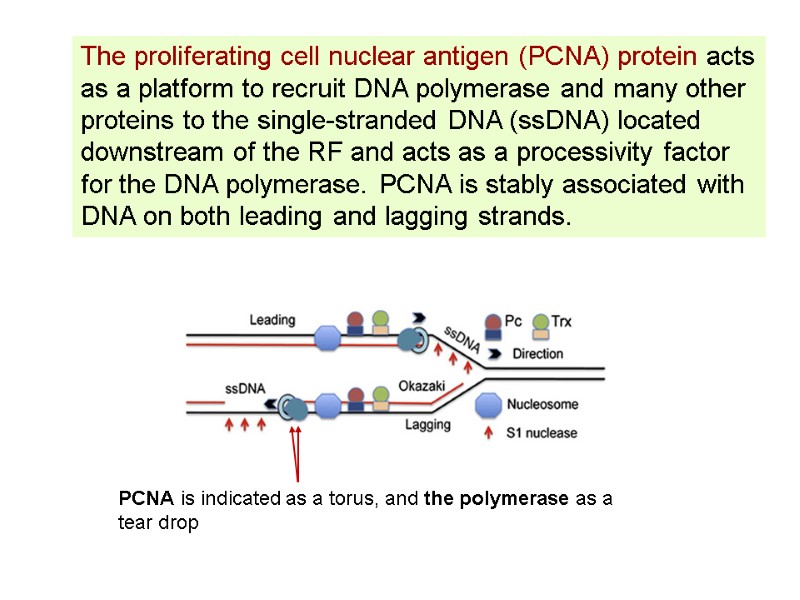 The proliferating cell nuclear antigen (PCNA) protein acts as a platform to recruit DNA